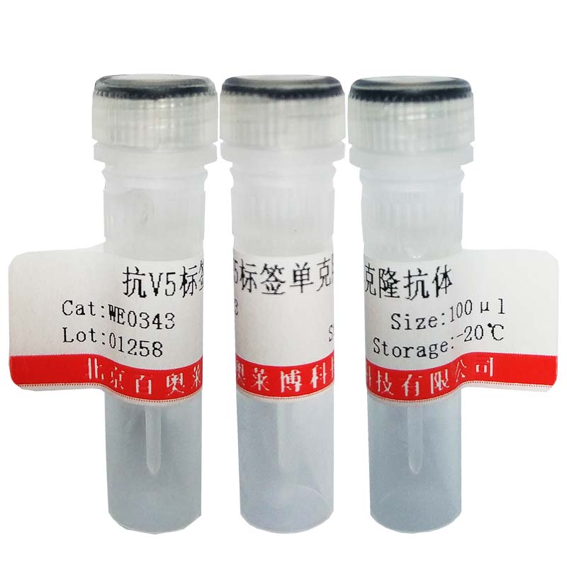 抗V5标签单克隆抗体图片